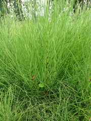 Equisetum arvense