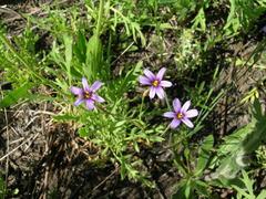 Sisyrinchium platense