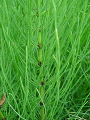 Equisetum arvense