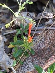 Monardella macrantha macrantha