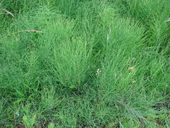 Equisetum arvense