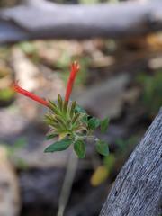 Monardella macrantha macrantha