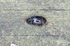 Chelonarium lecontei