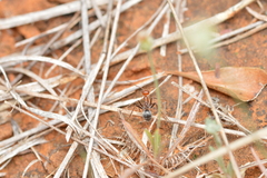 Endiodioctes