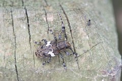 Aegomorphus quadrigibbus