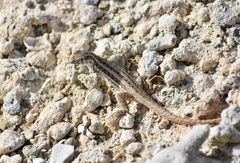 Leiocephalus raviceps uzzelli