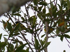 Spinus xanthogastrus