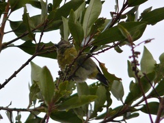 Spinus xanthogastrus