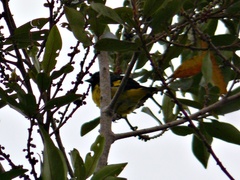 Spinus xanthogastrus