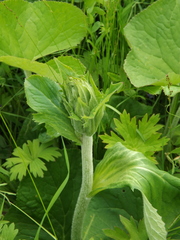Ligularia fischeri