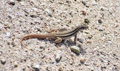 Leiocephalus raviceps uzzelli