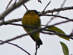 Spinus xanthogastrus