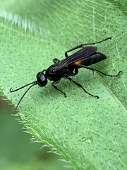 Anoplius semicinctus