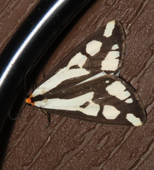 Haploa confusa