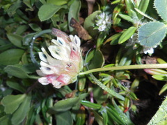 Trifolium fucatum