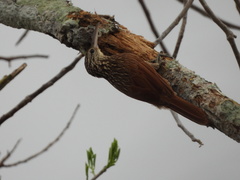 Xiphorhynchus flavigaster