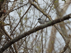 Polioptila nigriceps
