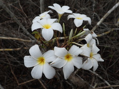 Plumeria rubra