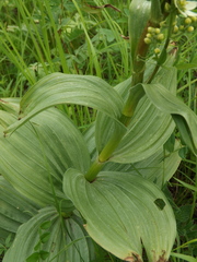 Veratrum dahuricum