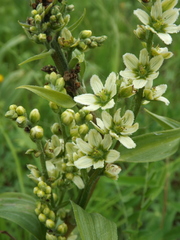 Veratrum dahuricum