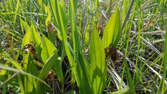 Cypripedium candidum