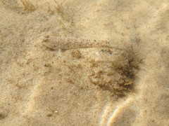 Favonigobius exquisitus