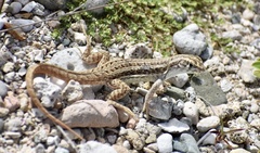 Leiocephalus raviceps uzzelli