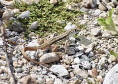 Leiocephalus raviceps uzzelli