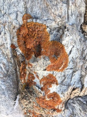 Xanthomendoza trachyphylla