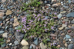 Thymus minussinensis