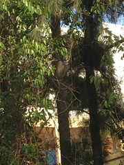 Manorina melanocephala