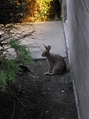 Sylvilagus floridanus