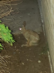 Sylvilagus floridanus