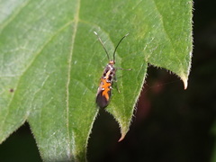 Neoheliodines nyctaginella