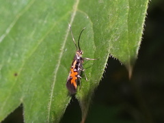 Neoheliodines nyctaginella
