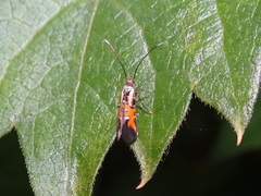 Neoheliodines nyctaginella