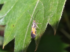 Neoheliodines nyctaginella