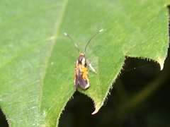 Neoheliodines nyctaginella
