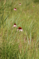 Echinacea angustifolia