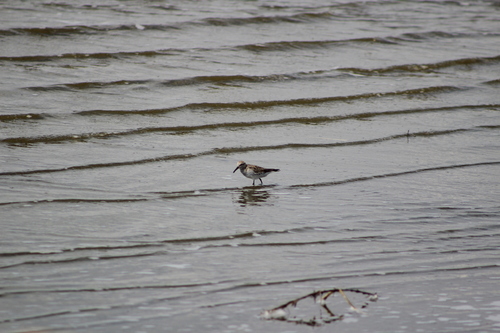 Calidris fuscicollis