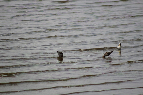 Calidris himantopus