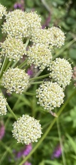 Cnidium cnidiifolium