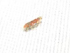 Erythroneura rubra