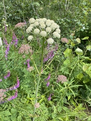 Cnidium cnidiifolium