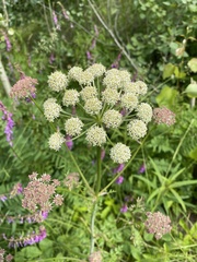 Cnidium cnidiifolium