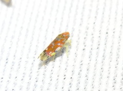 Erythroneura rubra
