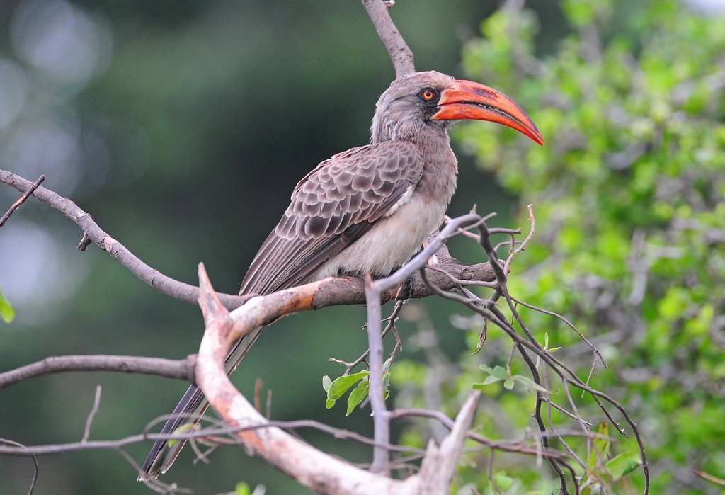 Bradfield's Hornbill