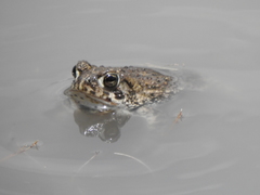 Anaxyrus compactilis