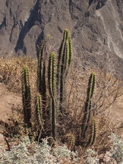 Corryocactus brevistylus