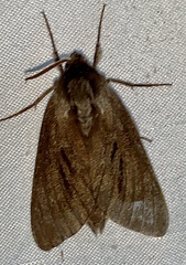 Lapara bombycoides